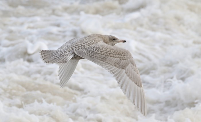 Glaucous Gull