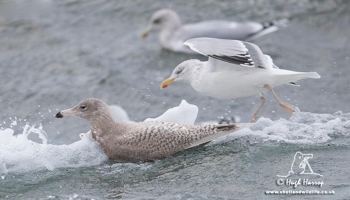 Glaucous Gull