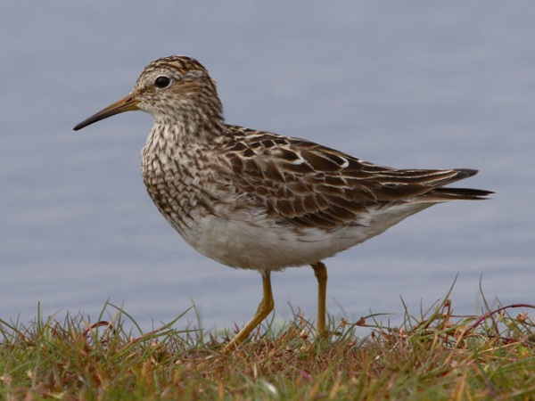Pectoral Sandpiper