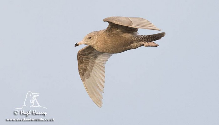 Glaucous Gull