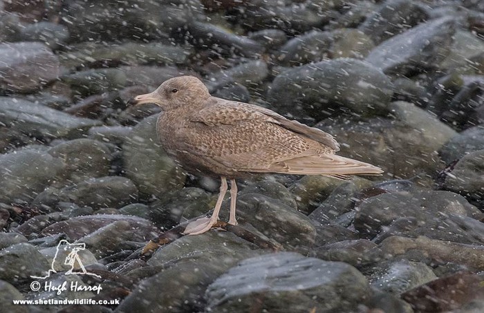 Glaucous Gull