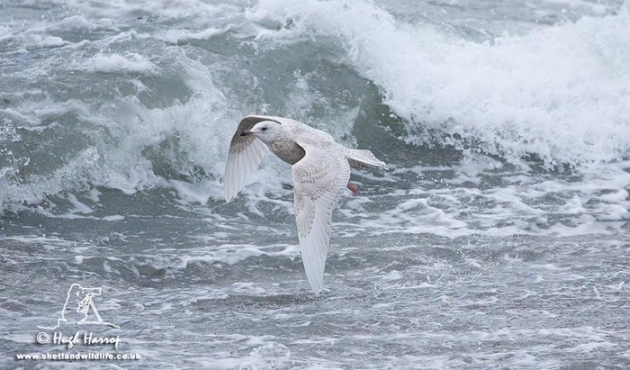Iceland Gull