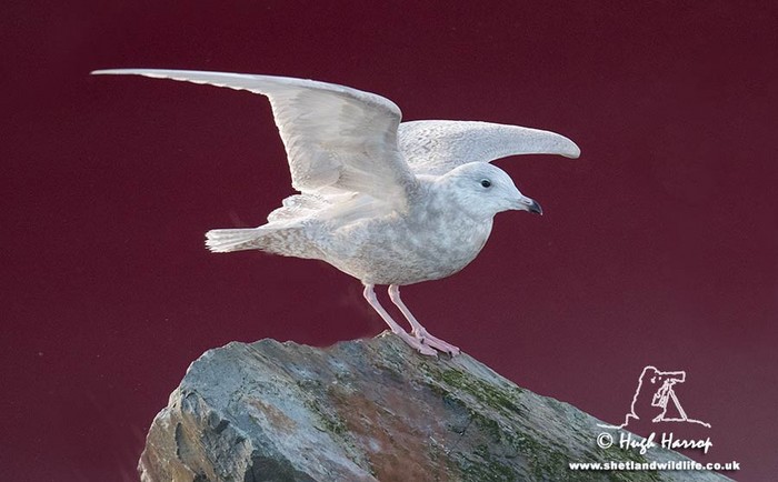 Iceland Gull