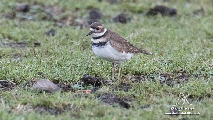 Killdeer