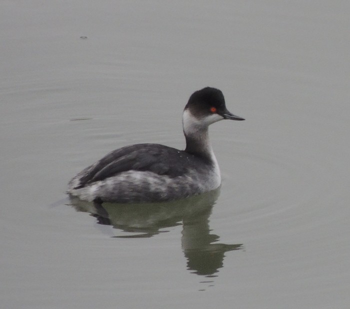 Black-necked Grebe