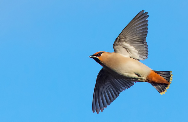 Waxwing