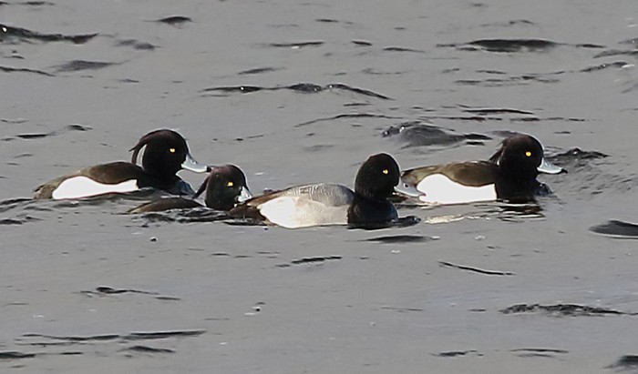 Lesser Scaup