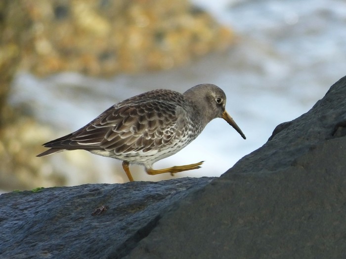 Purple Sandpiper
