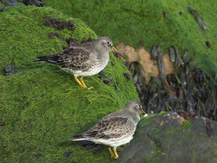 Purple Sandpiper
