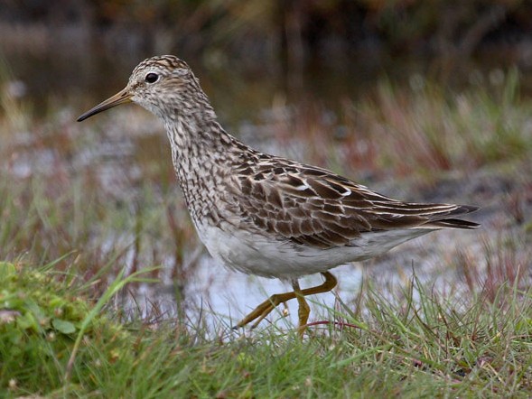 Pectoral Sandpiper