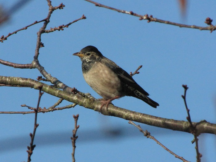 Rose-coloured Starling
