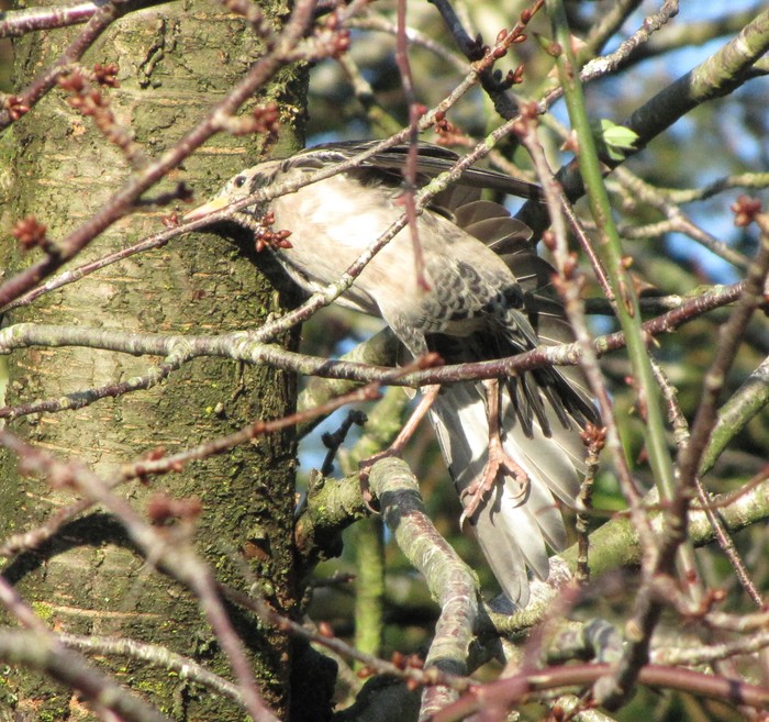 Rose-coloured Starling