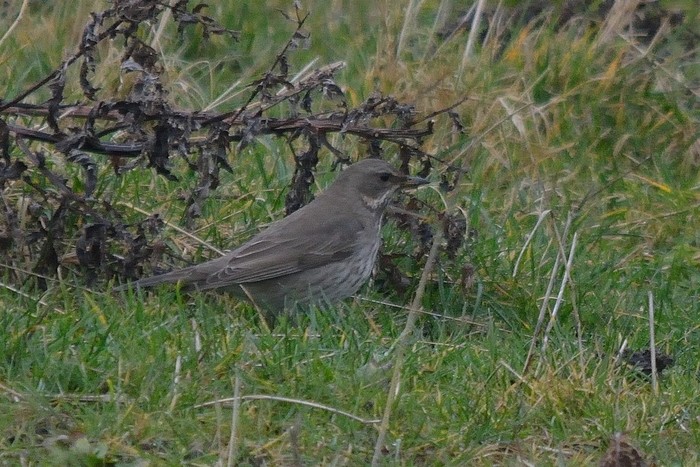 Black-throated Thrush