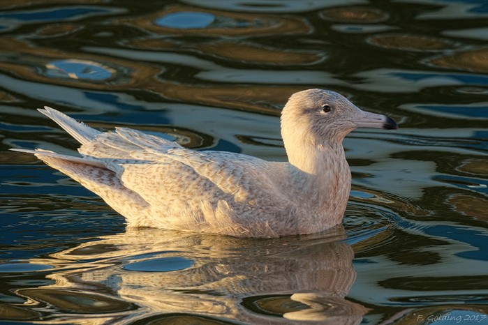 Glaucous Gull