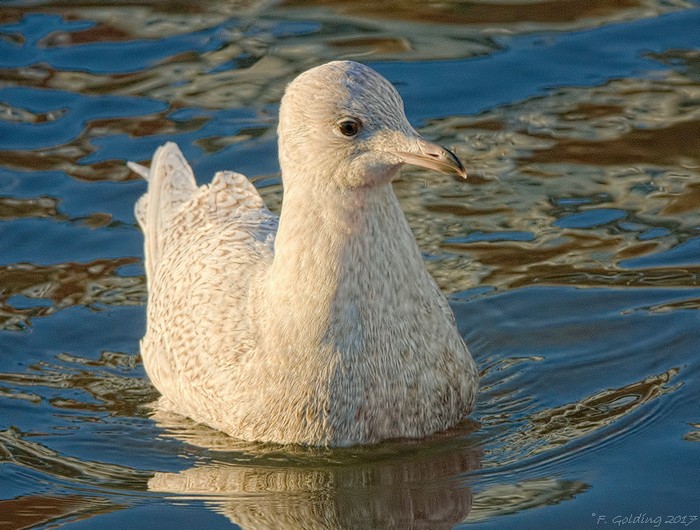 Iceland Gull