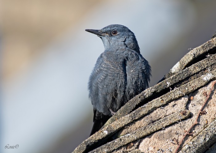 Blue Rock Thrush