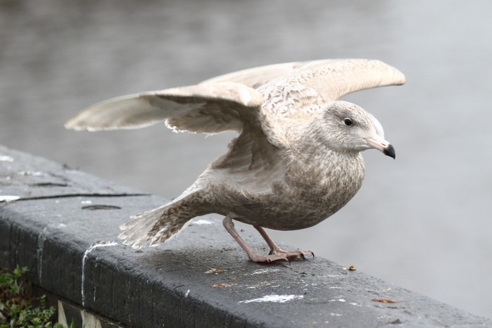 Glaucous Gull