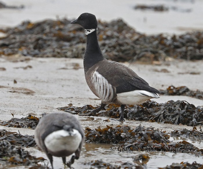 Black Brant