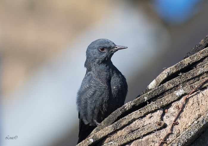 Blue Rock Thrush