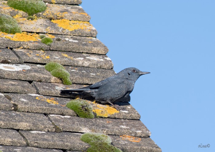Blue Rock Thrush