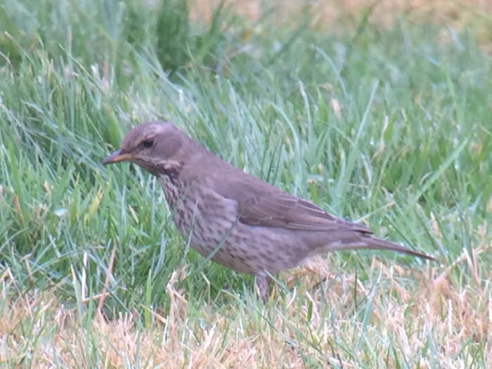 Black-throated Thrush