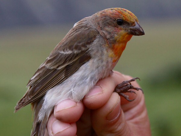 Common Rosefinch