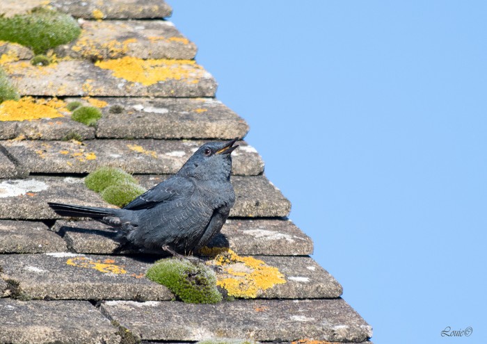 Blue Rock Thrush