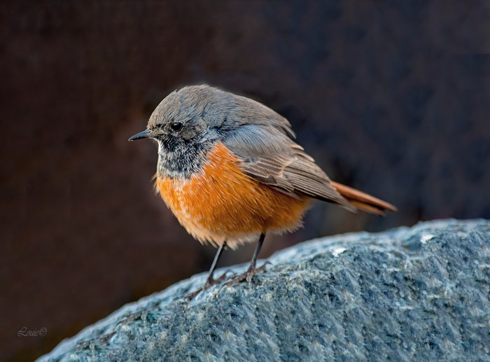 Eastern Black Redstart