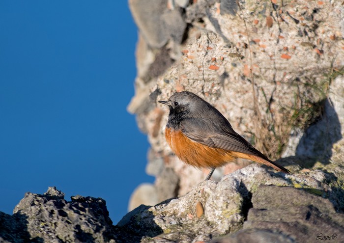 Eastern Black Redstart