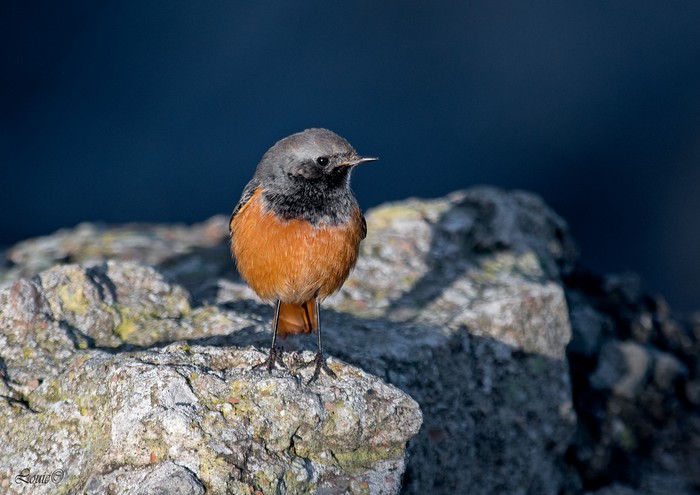 Eastern Black Redstart