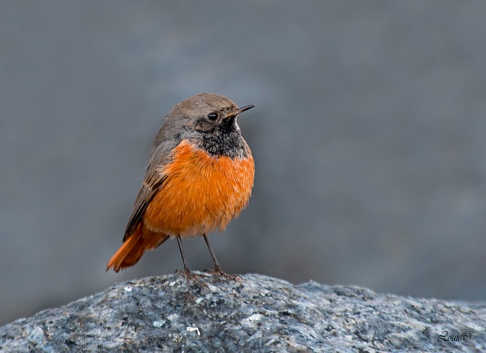 Eastern Black Redstart