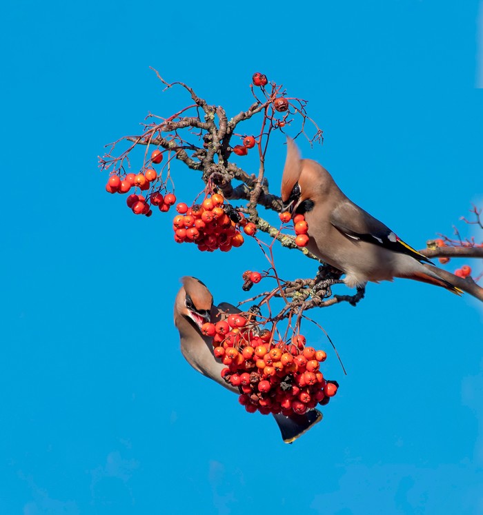 Waxwing