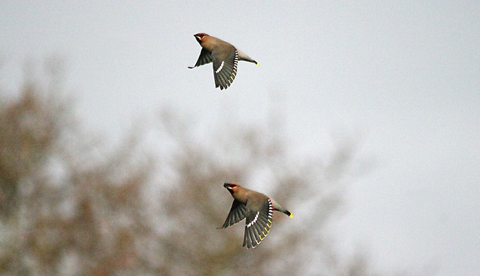 Waxwing
