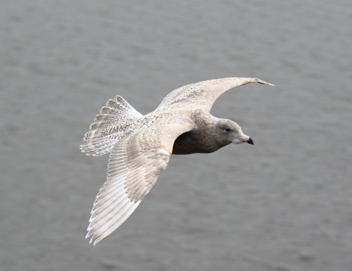 Glaucous Gull