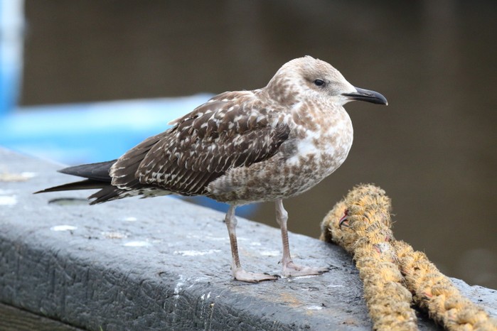 Lesser Black-backed Gull