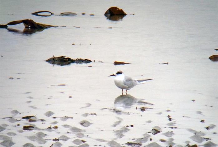 Forster's Tern