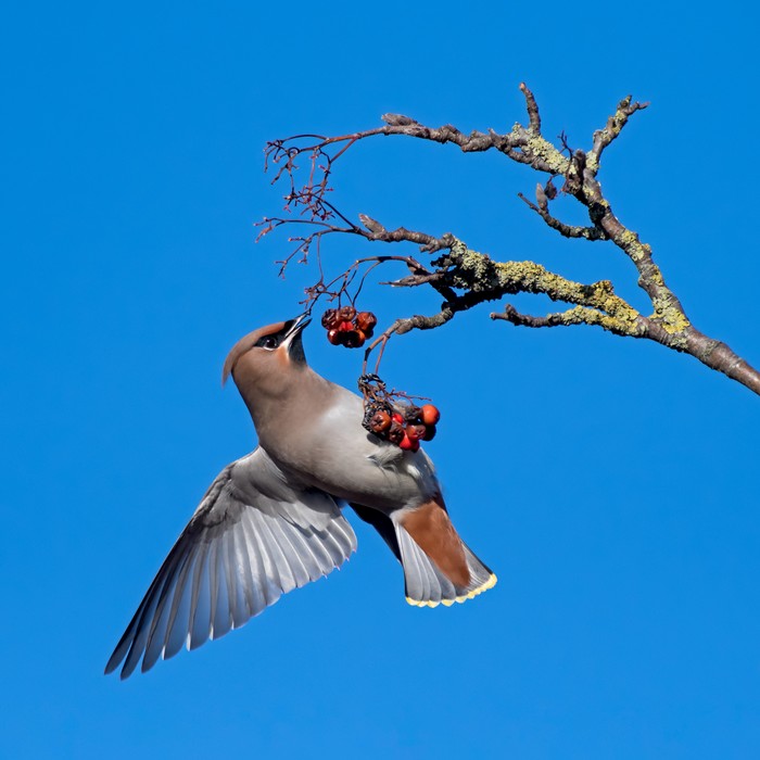 Waxwing