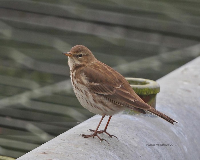 Water Pipit