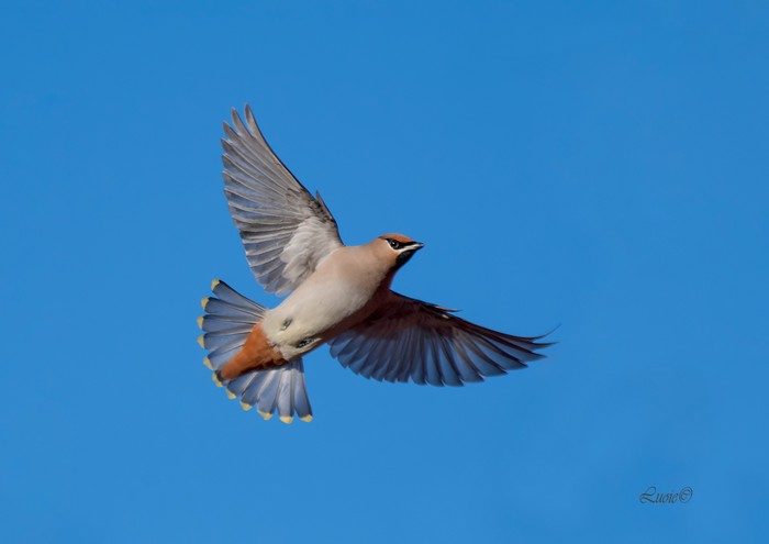 Waxwing