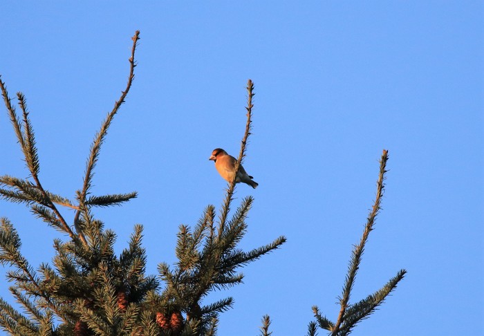 Hawfinch