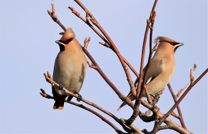 Waxwing