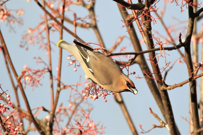 Waxwing