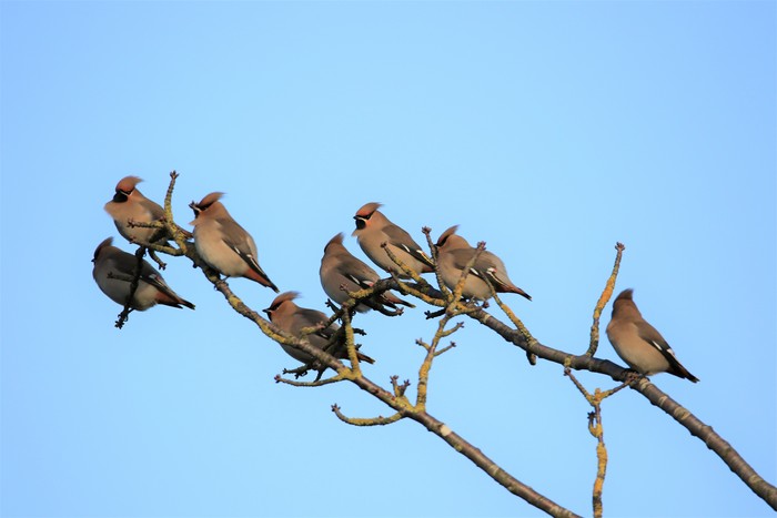 Waxwing