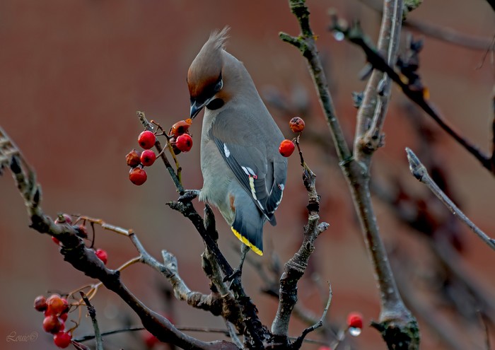 Waxwing