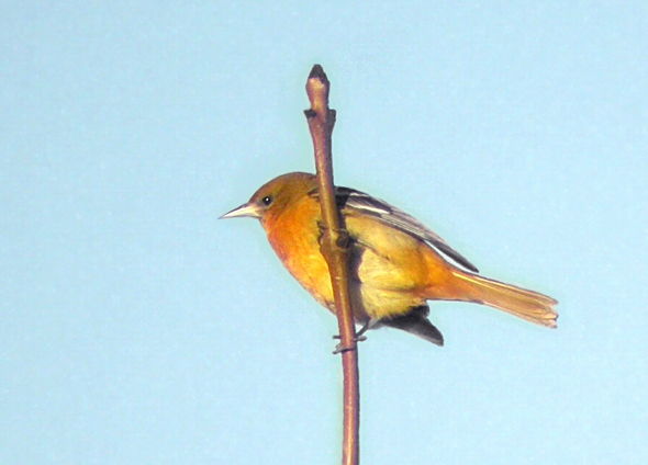 Baltimore Oriole