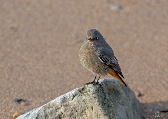 Black Redstart