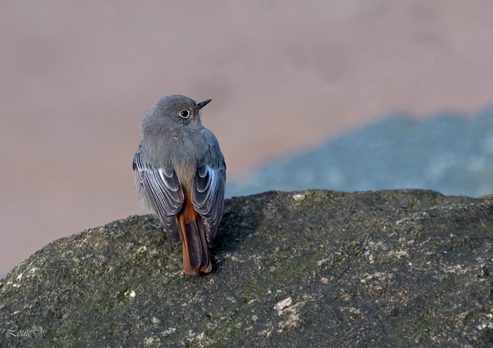 Black Redstart