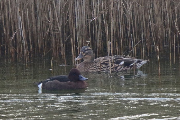 Ferruginous Duck