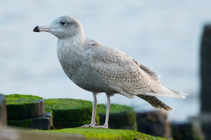 Glaucous Gull