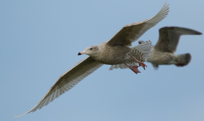 Glaucous Gull